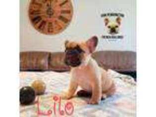 French Bulldog Puppy for sale in Monroe, LA, USA