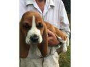 Basset Hound Puppy for sale in Sand Lake, MI, USA