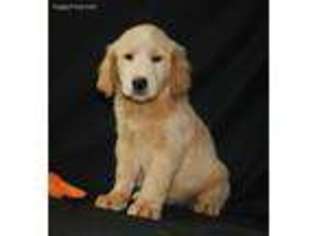 Golden Retriever Puppy for sale in Harrison, AR, USA