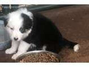 Border Collie Puppy for sale in Waxahachie, TX, USA