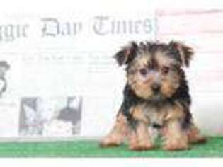Yorkshire Terrier Puppy for sale in Abingdon, MD, USA