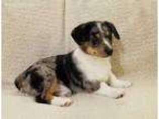 Pembroke Welsh Corgi Puppy for sale in Mifflinburg, PA, USA