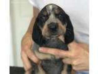 Bluetick Coonhound Puppy for sale in Johnstown, OH, USA