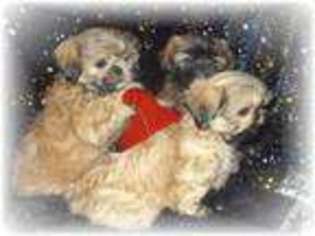 Saint Bernard Puppy for sale in BOIS D ARC, MO, USA
