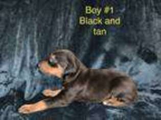 Doberman Pinscher Puppy for sale in Iva, SC, USA