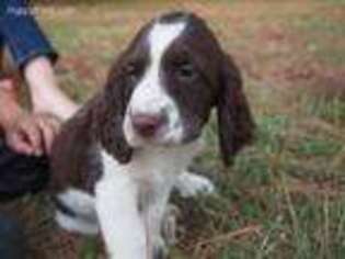 English Springer Spaniel Puppy for sale in Kemp, TX, USA