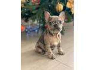 French Bulldog Puppy for sale in Arlington, VA, USA