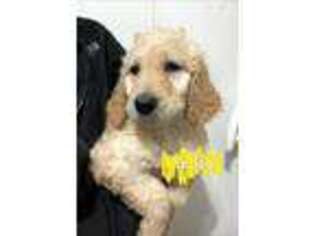 Goldendoodle Puppy for sale in Campbellsburg, IN, USA