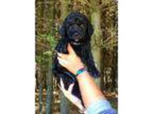 Mutt Puppy for sale in Glouster, OH, USA