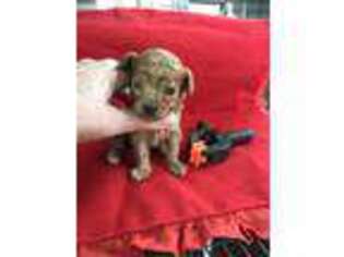 Mutt Puppy for sale in Summit, MS, USA