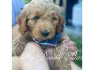 Goldendoodle Puppy for sale in Payson, UT, USA