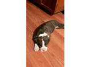 Boxer Puppy for sale in East Meredith, NY, USA