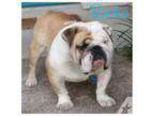 Bulldog Puppy for sale in GEORGETOWN, TX, USA