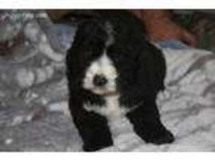 Labradoodle Puppy for sale in Temecula, CA, USA