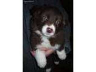 Border Collie Puppy for sale in Mountain Lake, MN, USA