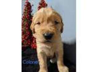 Golden Retriever Puppy for sale in Detroit Lakes, MN, USA