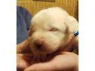 Saint Bernard Puppy for sale in Jerseyville, IL, USA