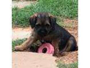 Border Terrier Puppy for sale in Edmond, OK, USA