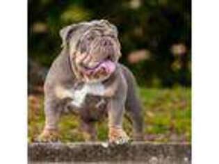 Bulldog Puppy for sale in Clearwater, FL, USA