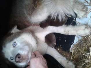 Siberian Husky Puppy for sale in Williamsburg, KY, USA