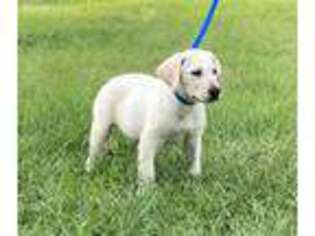 Labrador Retriever Puppy for sale in Fort Meade, FL, USA