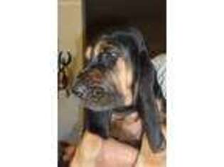 Bloodhound Puppy for sale in El Centro, CA, USA