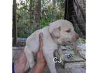 Labrador Retriever Puppy for sale in Sarasota, FL, USA
