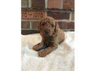 Labradoodle Puppy for sale in Forksville, PA, USA