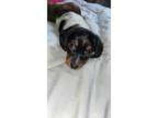 Dachshund Puppy for sale in Woodside, NY, USA