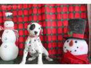 Dalmatian Puppy for sale in Benson, NC, USA