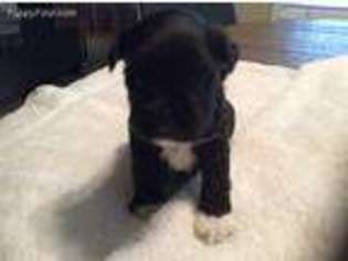 Mutt Puppy for sale in North Hollywood, CA, USA