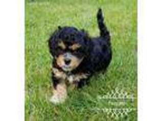 Cavachon Puppy for sale in Fort Atkinson, WI, USA
