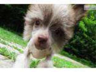 Chinese Crested Puppy for sale in Statesboro, GA, USA
