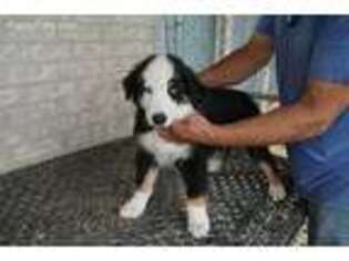 Australian Shepherd Puppy for sale in Brazoria, TX, USA