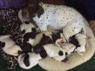German Shorthaired Pointer Puppy for sale in WOODBURY, CT, USA