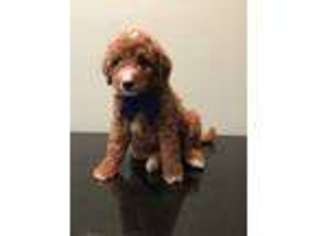 Goldendoodle Puppy for sale in Jupiter, FL, USA