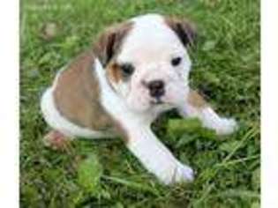 Bulldog Puppy for sale in Ashland, OH, USA