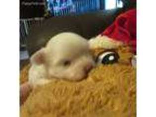 Maltese Puppy for sale in Leavenworth, IN, USA
