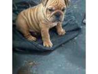 Bulldog Puppy for sale in Harper Woods, MI, USA