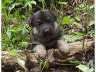 German Shepherd Dog Puppy for sale in ONAMIA, MN, USA