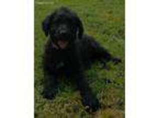 Labradoodle Puppy for sale in Dora, MO, USA