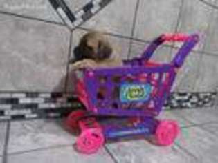 Mastiff Puppy for sale in Odon, IN, USA