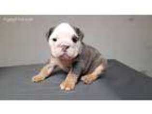 Bulldog Puppy for sale in King George, VA, USA