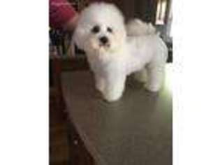 Bichon Frise Puppy for sale in Wilmington, NC, USA