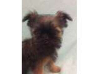 Brussels Griffon Puppy for sale in Columbus, OH, USA