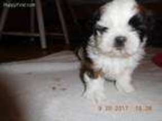 Mutt Puppy for sale in Buckley, WA, USA