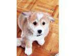 Pembroke Welsh Corgi Puppy for sale in Ashland, WI, USA