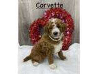 Goldendoodle Puppy for sale in Colon, MI, USA