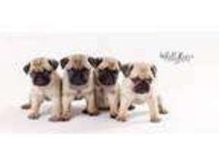 Pug Puppy for sale in Freehold, NJ, USA