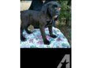 Cane Corso Puppy for sale in WELCOME, MD, USA